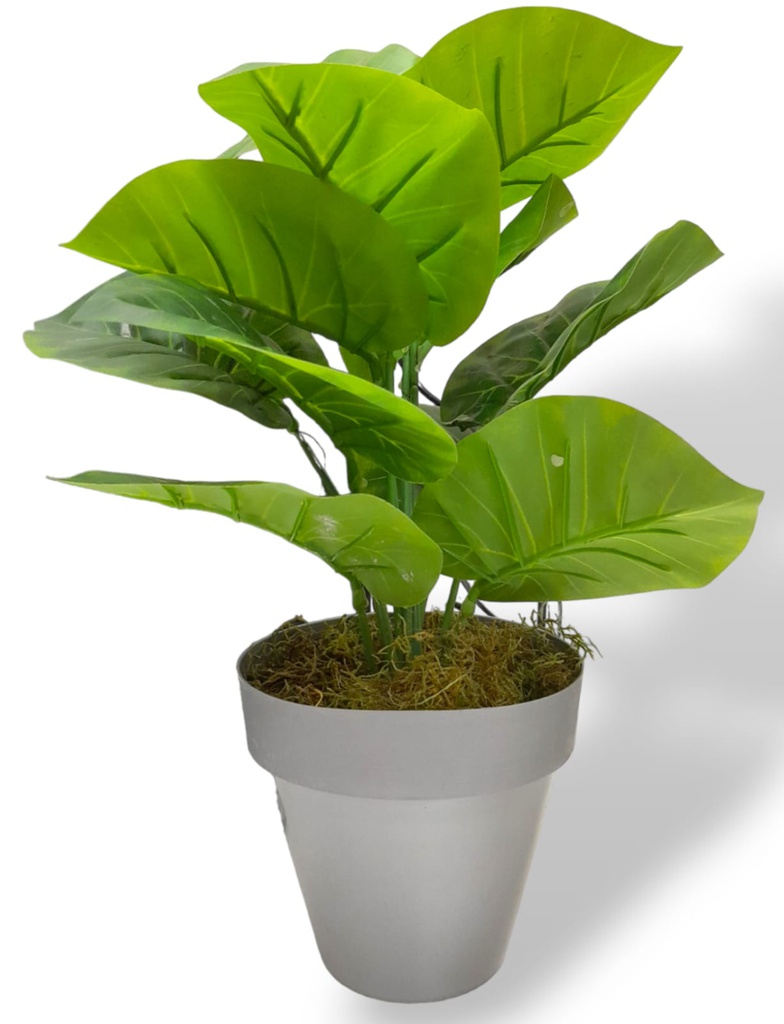 PLANTA MATRI DE 35CM