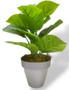 PLANTA MATRI DE 35CM