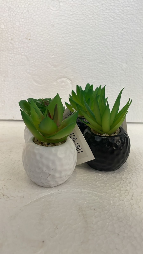 CACTUS 1861