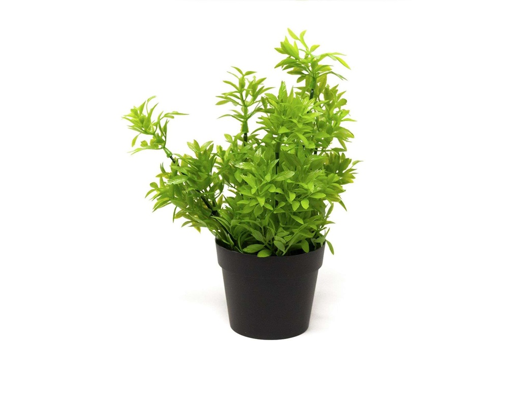 BONSAI PLANTA N 50 14X27 CM BF50