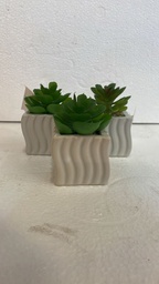 [16512179] CACTUS 1904